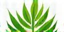 Logo Green Future CZ